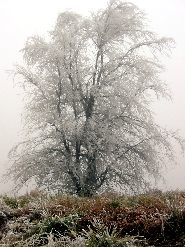 Panhandle Frost_small.jpg