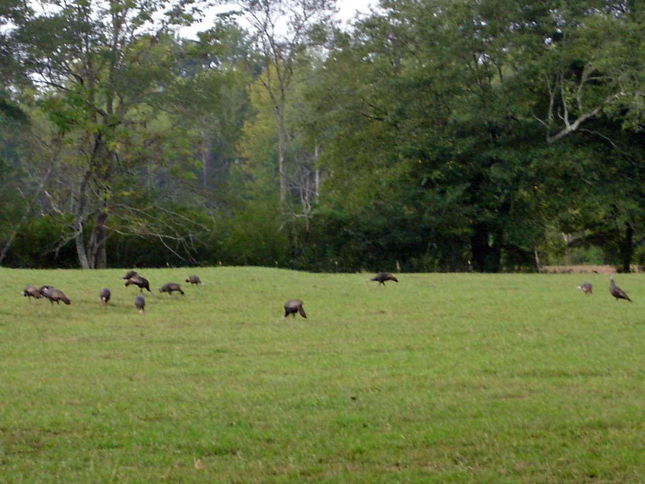 Turkeys004.JPG