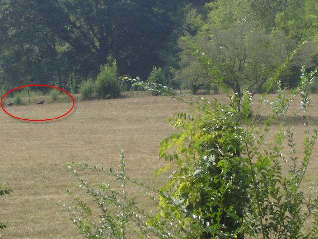 Turkeys on the run.jpg