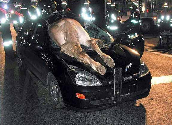 Horse through windshield.jpg